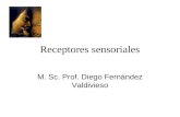 Receptores sensoriales M. Sc. Prof. Diego Fernández Valdivieso.