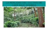 LA REALIDAD DEL CULTIVO DE CAFÉ BAJO SOMBRA. La experiencia de: El consorcio de cooperativas de caficultores de Guanacaste y Montes de Oro, (COOCAFE R.L)