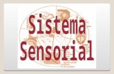SISTEMA SENSORIAL - AULA 5