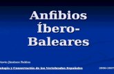 Anfibios Íbero-Baleares Octavio Jiménez Robles Biología y Conservación de los Vertebrados Españoles 2006-2007.