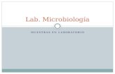 Pruebas Bioquimicas Microbiologia