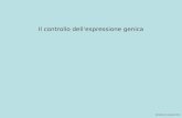 Genetica Di Leonardo 2012 Il controllo dellespressione genica.