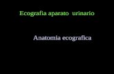 Ecografia aparato urinario Anatomia ecografica. A ANATOMIA RENAL: Parenquima y Vias urinarias.