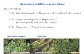 Systematische Gliederung der Moose Abt.: Bryophyta 1. Kl.: Marchantiopsida (= Hepaticae z.T.; thallose Lebermoose) 2. Kl.: Jungermanniopsida (= Hepaticae.