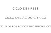 CICLO DE KREBS CICLO DEL ÁCIDO CÍTRICO CICLO DE LOS ÁCIDOS TRICARBOXÍLICOS.