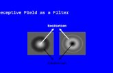 Receptive Field as a Filter Excitation Inhibition.