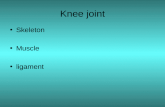 Knee joint Skeleton Muscle ligament. skeleton Femur Tibia Fibula ( 未參與 knee joint) patella.