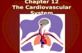 Chapter 12 The Cardiovascular System. * function: circulate blood throughout entire body: – transport O 2 and nutrients (glucose) to cells – transport.