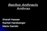 Bacilus Anthracis Anthrax Sheref Hassan Rachel Handwerger Maria Garrido.