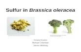 Sulfur in Brassica oleracea Gracie Gordon Michael Lorentsen James Helzberg .