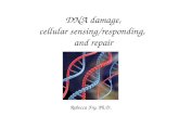 DNA damage, cellular sensing/responding, and repair Rebecca Fry, Ph.D.