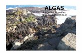 Clase - Algas