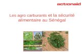 Les agro carburants et la sécurité alimentaire au Sénégal.