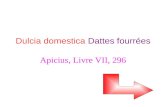 Dulcia domestica Dattes fourrées Apicius, Livre VII, 296.