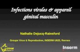 Infections virales & appareil génital masculin Groupe Virus & Reproduction, INSERM U625, Rennes Nathalie Dejucq-Rainsford.