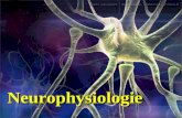 Neurophysiologie. 1. Système nerveux et système endocrinien Système endocrinien (hormonal) : Système nerveux : Maintien de lhoméostasie par : Sécrétion.
