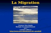 La Migration Licence 1ère Année Biologie du Comportement TD 1 Laetitia CIRILLI goodall