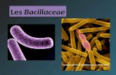 Les Bacillaceae. Les bacilles Gram + 1°/Bacilles Gram + cultivant en aérobiose et non filamenteux 1.1. Sans forme filamenteuse : Bacillus et apparentés.
