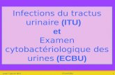 Vendredi 10 janvier 2014 ITU et ECBU 1 Infections du tractus urinaire (ITU) et Examen cytobactériologique des urines (ECBU)