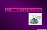 La culture des bactéries CIVEL / Microbiologie. La culture des bactéries I. Multiplication des bactéries Bactérie mère AllongementInvaginationDivision.