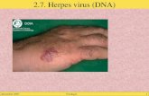 Décembre 2007Virologie1 2.7. Herpes virus (DNA). décembre 2007Virologie2 1. généralités DNA bicaténaire linéaire (120 à 230 kbases) icosaédrique (cubique)