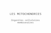 LES MITOCHONDRIES Organites cellulaires membranaires.