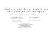 Contrôle de rythme dans un modèle du cycle de la protéine per chez la Drosophile Béatrice LAROCHE, Daniel CLAUDE, Jean CLAIRAMBAULT Université Paris Sud-L2S.