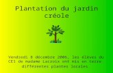 Plantation du jardin créole Vendredi 8 décembre 2006, les élèves du CE1 de madame Lacroix ont mis en terre différentes plantes locales.