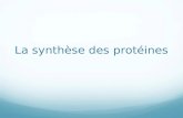La synthèse des protéines. Physiologie de la sécrétion protéique Absorption des acides aminés Assemblage des AA synthèse protéique (REG) Maturation des.