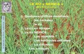 LE RIZ « NERICA » NEw RICe for Africa 1. Quelques chiffres mondiaux les céréales le riz 2. Le riz en Afrique 3. Le riz NERICA Les objectifs Les méthodes.