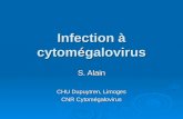 Infection à cytomégalovirus S. Alain CHU Dupuytren, Limoges CNR Cytomégalovirus.