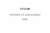 VISION Anatomie et physiologie BTM1 Anatomie.