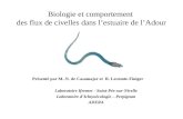 Biologie et comportement des flux de civelles dans lestuaire de lAdour Laboratoire Ifremer - Saint-Pée-sur-Nivelle Laboratoire dIchtyoécologie – Perpignan.