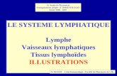 LE SYSTEME LYMPHATIQUE Lymphe Vaisseaux lymphatiques Tissus lymphoïdes ILLUSTRATIONS 2e Année de Pharmacie Enseignements dirigés d IMMUNOLOGIE Année 2006.