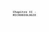 Chapitre XI - MICROBIOLOGIE. I- Diversité du monde microbien 1- Définition Le terme de microbe regroupe lensemble des micro-organismes capables de se.
