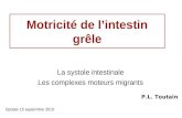 Motricité de lintestin grêle La systole intestinale Les complexes moteurs migrants Update 15 septembre 2010 P.L. Toutain.