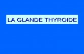 LA GLANDE THYROIDE. Anatomie Hormonosynthèse Synthèse de T4>T3 = H. « active » Synthèse de T4>T3 = H. « active » Iode: constituant essentiel, Iode: constituant.