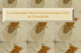 Le brassage interchromosomique chez la Drosophile H. Horion Lycée Maupassant Fécamp.
