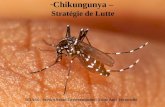 -Chikungunya – Stratégie de Lutte DRASS - Service Santé-Environnement - Lutte Anti-Vectorielle.