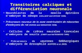 Transitoires calciques et différenciation neuronale Neuroblastes de la moelle épinière dembryon de xénope (HOLLIDAY and SPITZER 1990). Précurseurs neuraux.