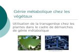 Génie métabolique chez les végétaux Utilisation de la transgenèse chez les plantes dans le cadre de démarches de génie métabolique .