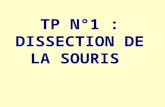 TP N°1 : DISSECTION DE LA SOURIS. 1. Préparation de la dissection de lanimal : la souris.