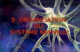 5- ORGANISATION DU SYSTEME NERVEUX. Programme les élèves doivent être capable de : -situer sur un schéma fourni les principales partie du système nerveux.