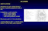 LE COUDE ARTICULATIONS Articulation du coude: extrémité distale de humérus et extrémités proximales du radius et ulna 3 articulations, 1 cavité articulaire: