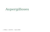 Aspergilloses L Millon – DCEM1 – mars 2009. Définition Les aspergilloses sont des mycoses cosmopolites le plus souvent pulmonaires, provoquées par un.