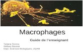 Macrophages Guide de lenseignant Tatiana Scorza Stéfany Bazinet Dept. Sciences Biologiques, UQAM.