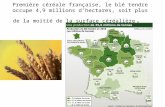 Première céréale française, le blé tendre occupe 4,9 millions dhectares, soit plus de la moitié de la surface céréalière.
