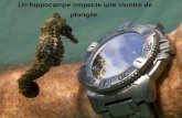 Un hippocampe inspecte une montre de plongée. Un tunnel de neige illuminé en Russie.