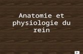 Anatomie et physiologie du rein. 1. Introduction En suivant cette présentation, vous allez découvrir lanatomie du rein et la physiologie de celui-ci.