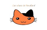 Les chats de Poudlard. IntroductionIntroduction Il est vrai que beaucoup de chats rôdent dans lécole de Poudlard. En effet, chaque élève peut avoir un.